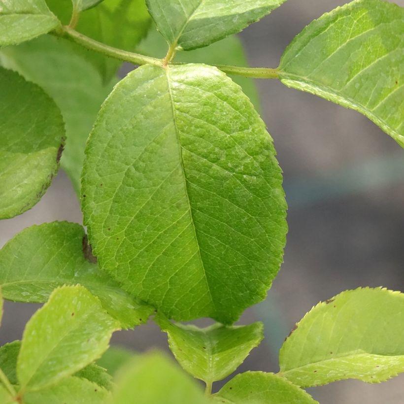 Rosa Sandrine Quétier - Rose ibrida di tea (Fogliame)
