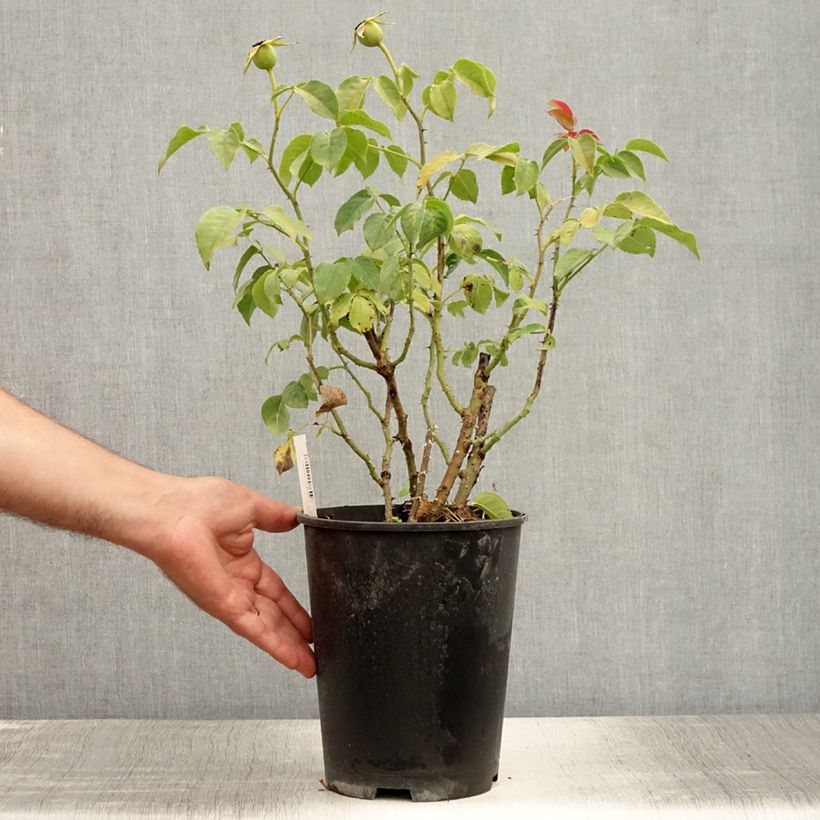 Esemplare di Rosa Sunny Sky - Rose ibrida di tea Vaso da 4L/5L consegnato in estate