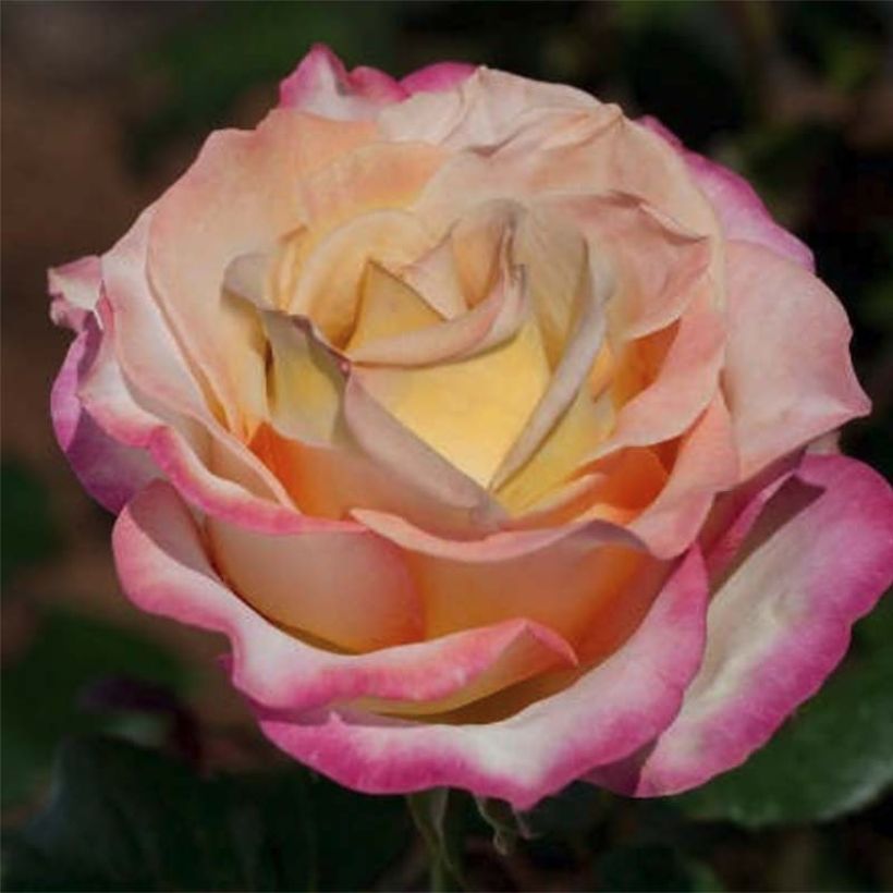 Rosa Sweet Eureka - Rose ibrida di tea (Fioritura)