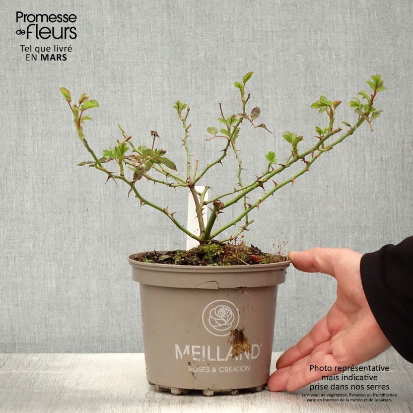 Rosa Sweet Love Vaso da 4L/5L esemplare consegnato in primavera