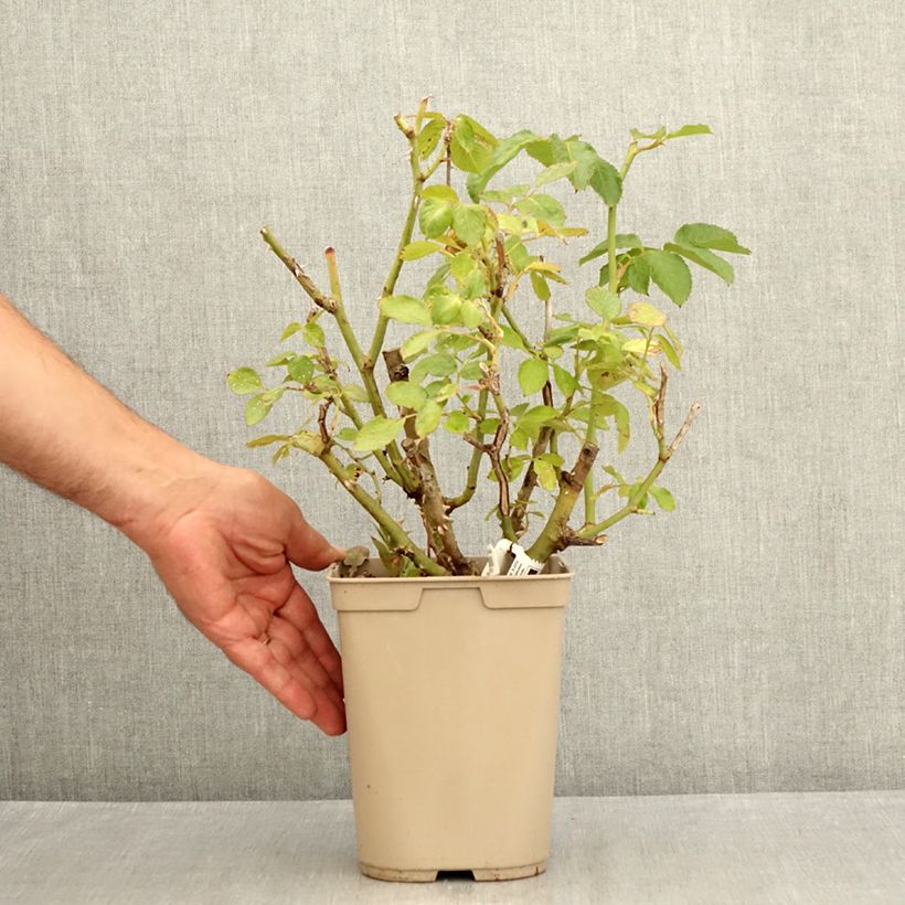 Esemplare di Rosa Thierry Marx - Rose ibrida di tea Vaso da 4L/5L consegnato in estate