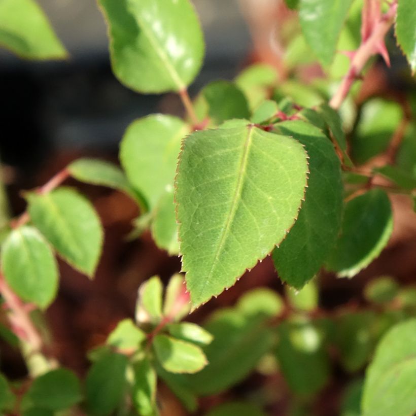 Rosa Thierry Marx - Rose ibrida di tea (Fogliame)