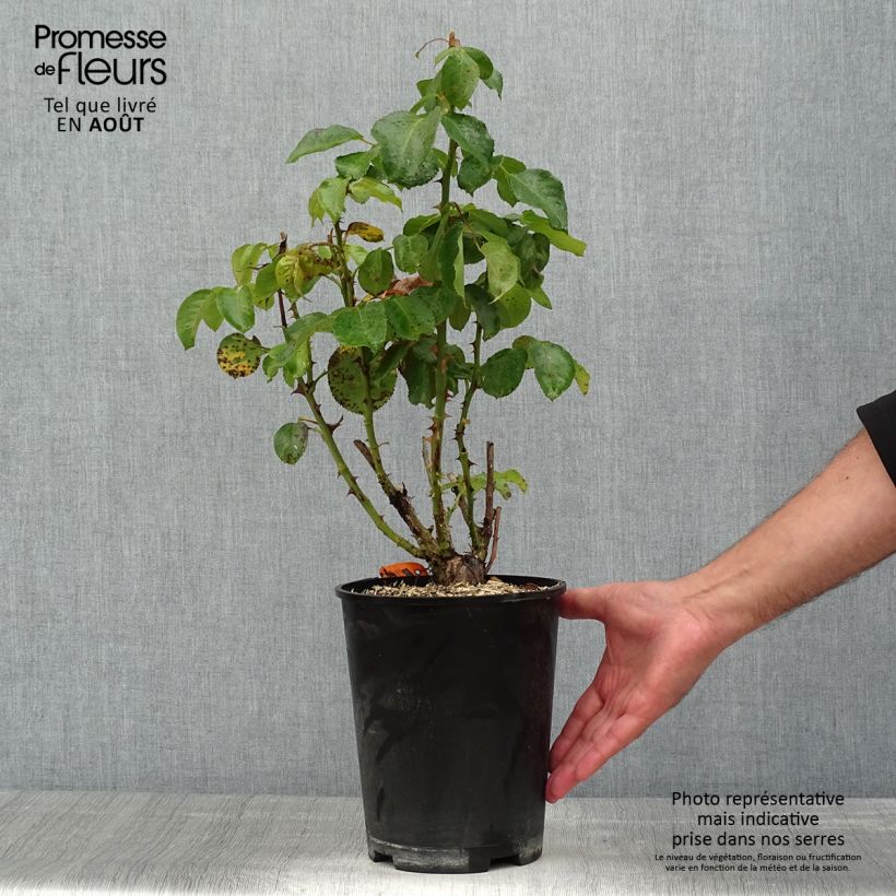 Esemplare di Rosa Traviata - Rosa ibrida di tea moderna Vaso da 4L/5L consegnato in estate