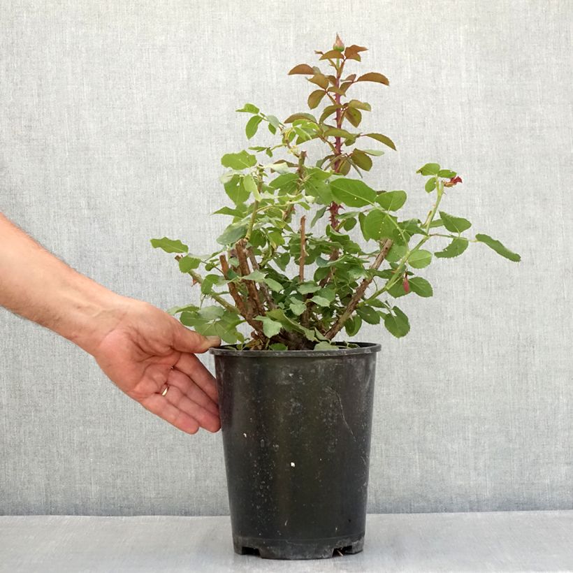 Esemplare di Rosa Victor Hugo - Rose ibrida di tea Vaso da 4L/5L consegnato in estate