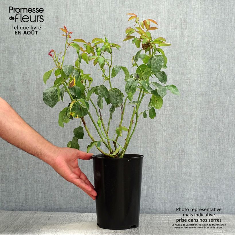 Esemplare di Rosa White Symphony Vaso da 4L/5L consegnato in estate