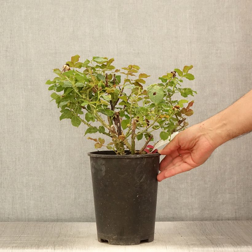 Esemplare di Rosa Yellowstone Oraleymy - Rose ibrida di tea Vaso da 4L/5L consegnato in estate