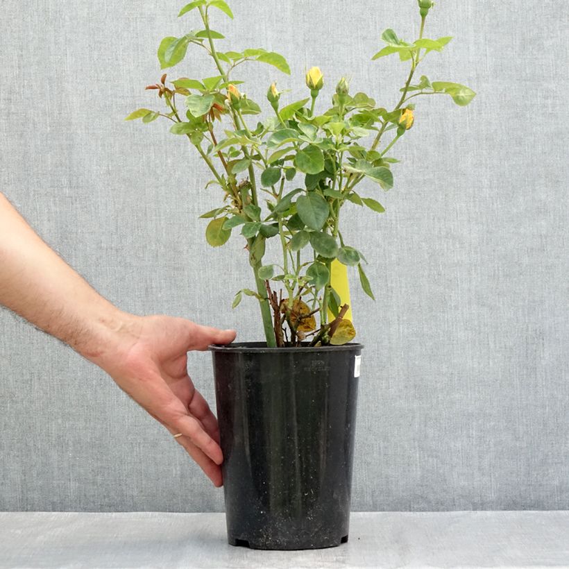 Esemplare di Rosa polyantha Arthur Bell Vaso da 2L/3L consegnato in estate