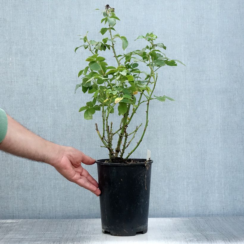 Esemplare di Rosa polyantha Cremosa Vaso da 2L/3L consegnato in estate