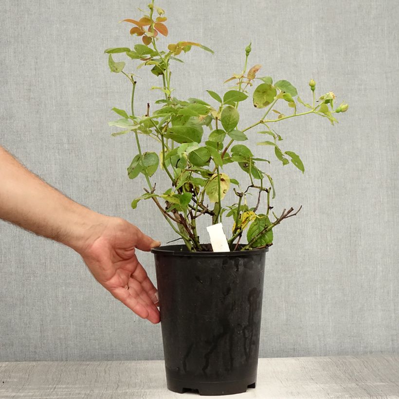 Esemplare di Rosa polyantha Pear Vaso da 4L/5L consegnato in estate