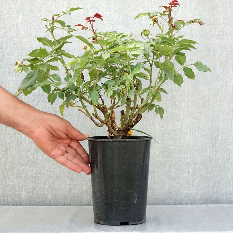 Esemplare di Rosa polyantha Sweet Honey Vaso da 4L/5L consegnato in estate