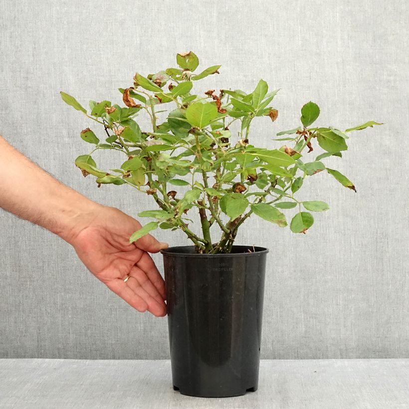 Esemplare di Rosa floribunda The Times Vaso da 4L/5L consegnato in estate