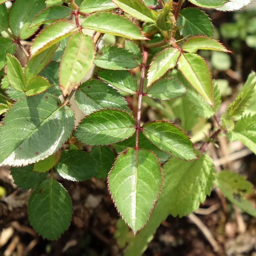 Rosa polyantha Everglow Ruby (Fogliame)
