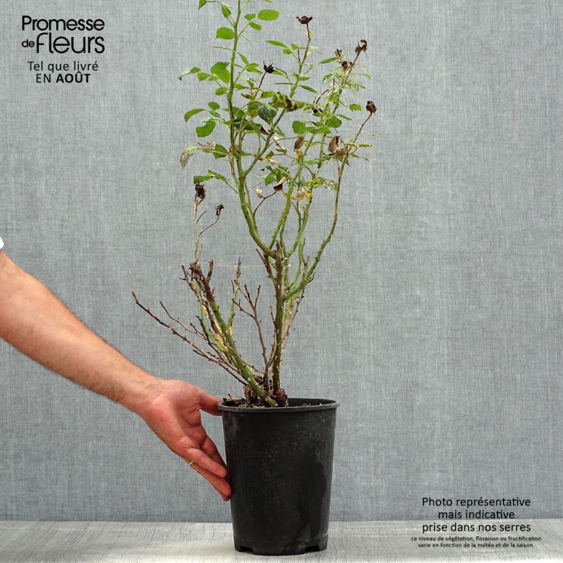 Esemplare di Rosa polyantha Birthday Rose Bio Vaso da 4L/5L consegnato in estate