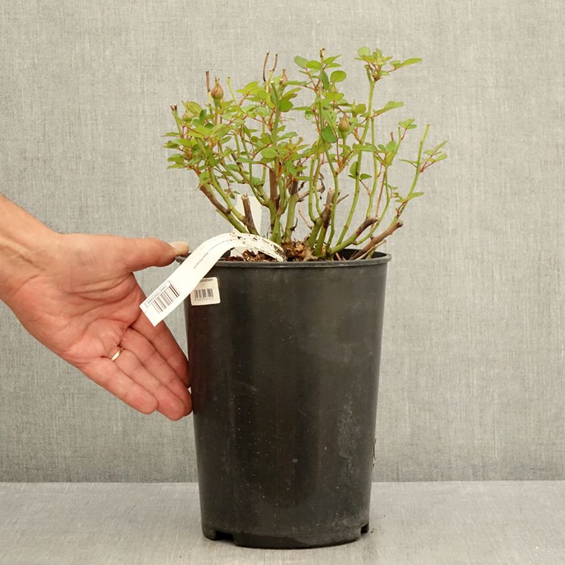 Esemplare di Rosa polyantha Picnic Vaso da 4L/5L consegnato in estate