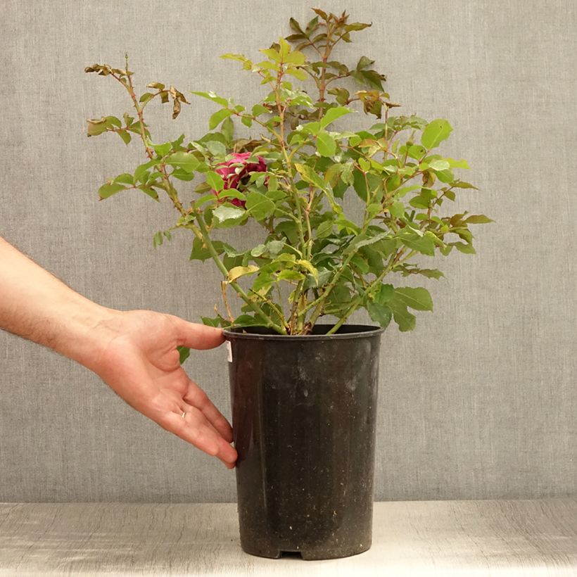 Esemplare di Rosa Floribunda Taste of Love Dolce Vaso da 4L/5L consegnato in estate