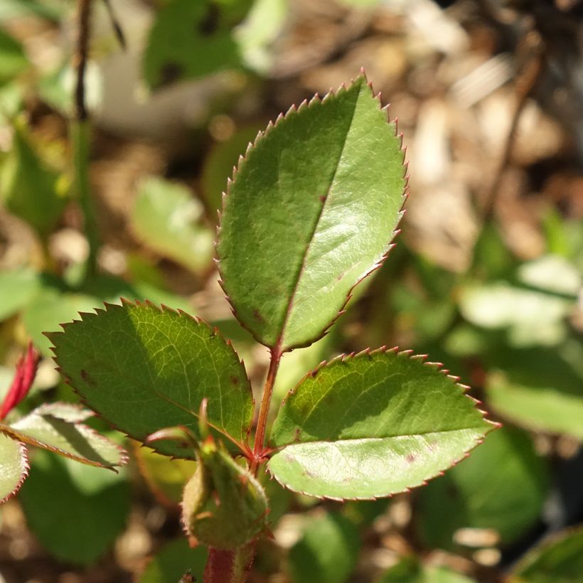 Rosa Floribunda Tiramisu Bio (Fogliame)