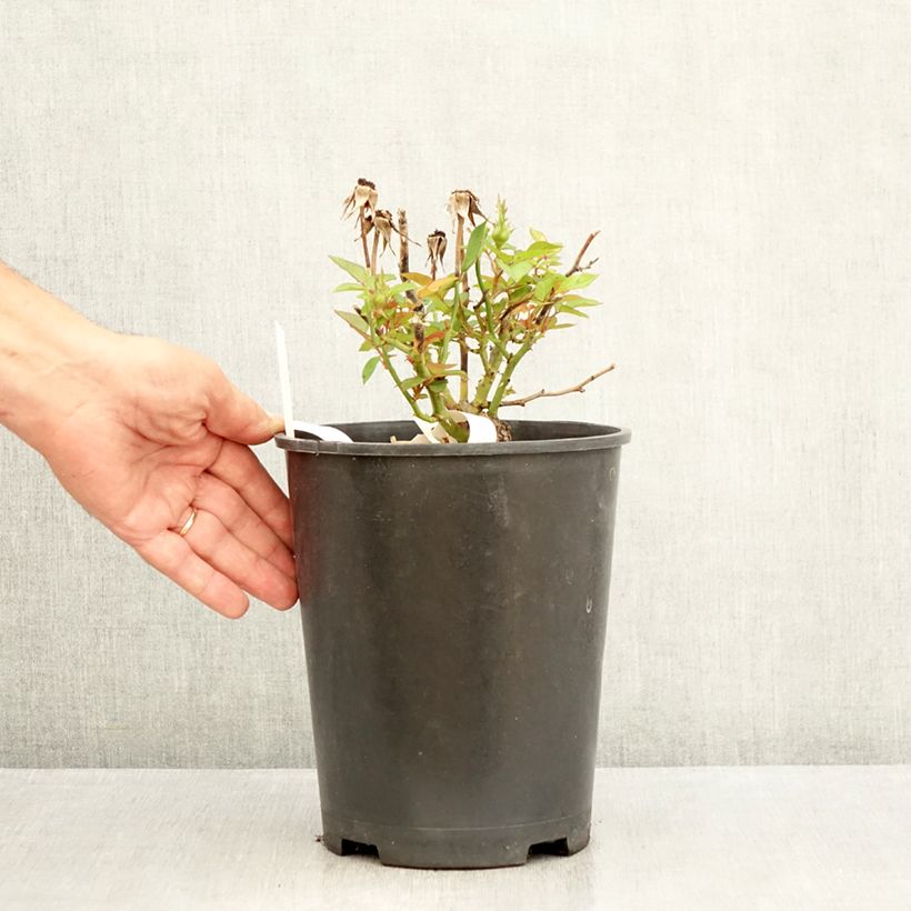 Esemplare di Rosa Floribunda Tiramisu Bio Vaso da 4L/5L consegnato in estate