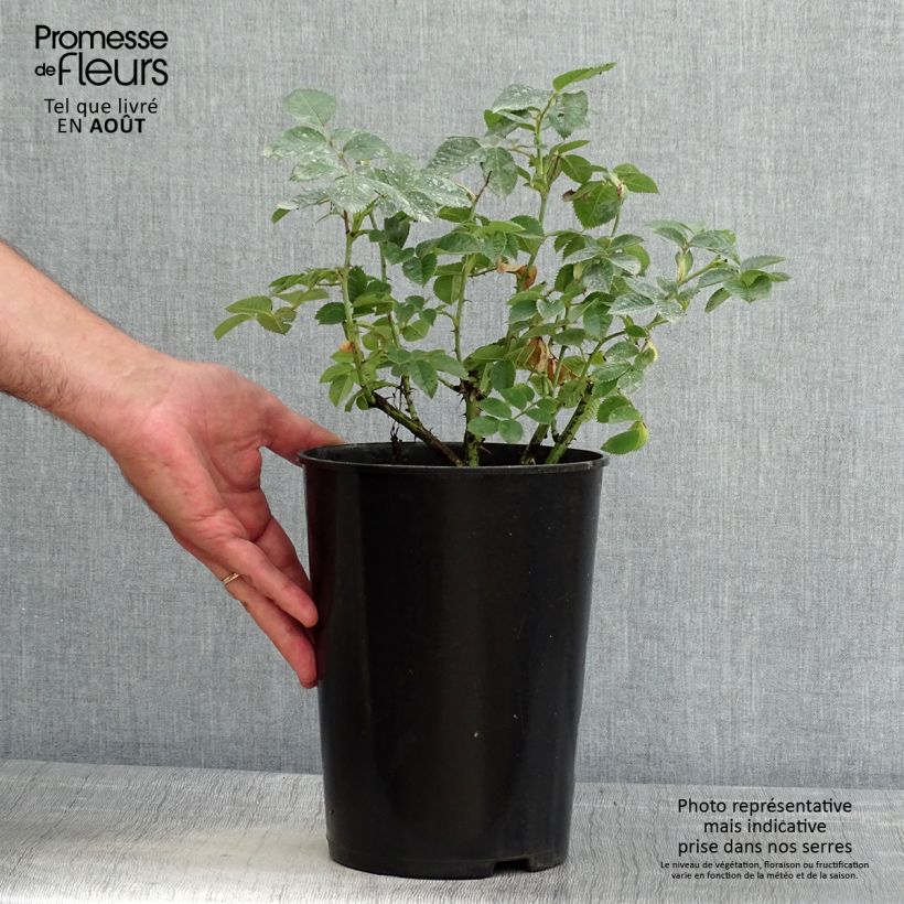 Esemplare di Rosa bianca Suaveolens Vaso da 4L/5L consegnato in estate