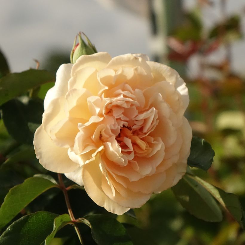Rosa moscata Buff Beauty (Fioritura)