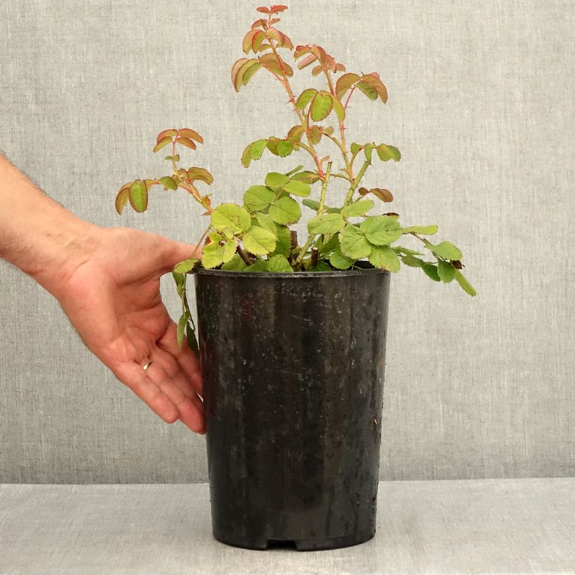 Esemplare di Rosa centifolia Cristata Vaso da 4L/5L consegnato in estate