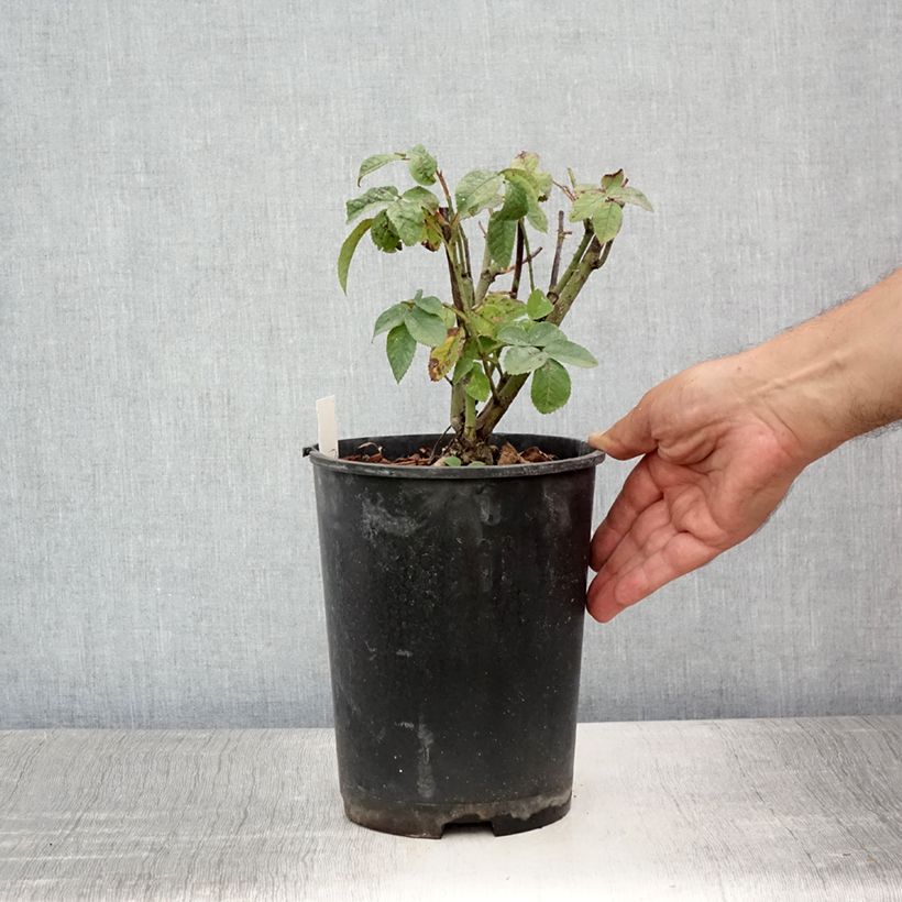 Esemplare di Rosa gallica Charles de Mills - Rosa serpeggiante Vaso da 4L/5L consegnato in estate