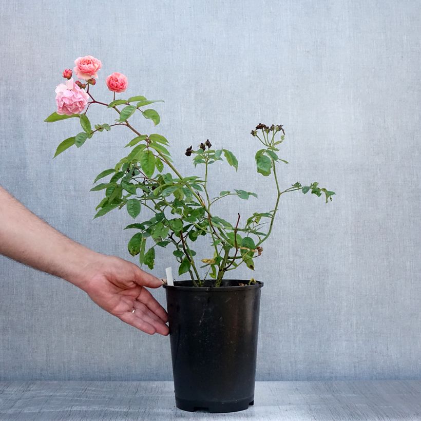 Esemplare di Rosa antica Cornelia Vaso da 4L/5L consegnato in estate
