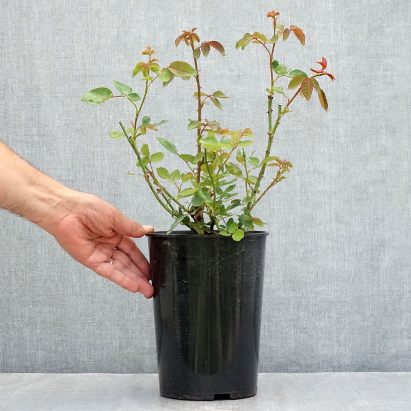 Esemplare di Rosa antica Dainty Bess Vaso da 4L/5L consegnato in estate
