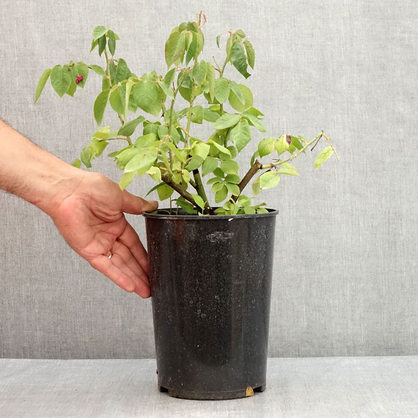 Esemplare di Rosa centifolia Fantin Latour Vaso da 4L/5L consegnato in estate