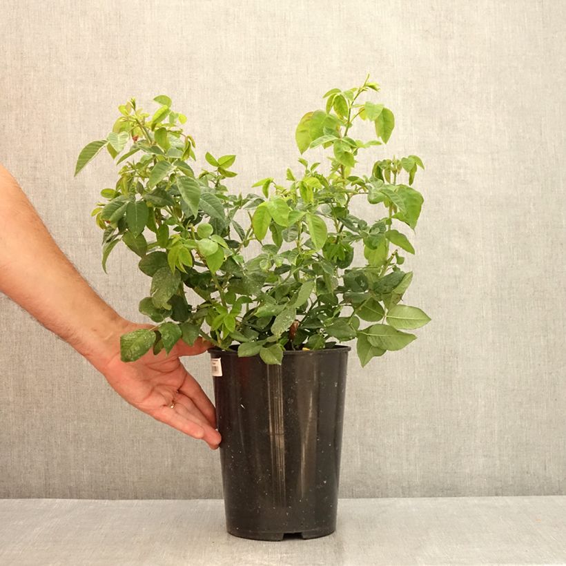 Esemplare di Rosa antica Ferdinand Pichard Vaso da 4L/5L consegnato in estate