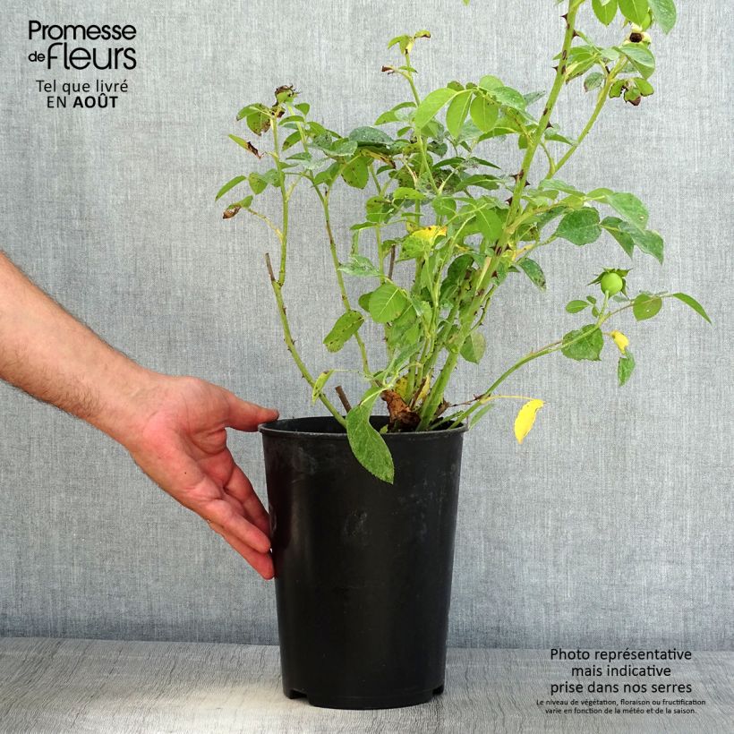 Esemplare di Rosa antica Fragrant Old yellow Vaso da 4L/5L consegnato in estate
