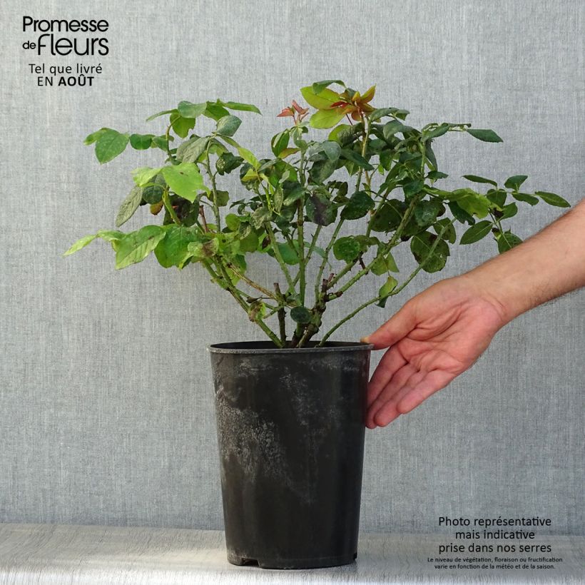 Esemplare di Rosa Fragrant Old purple Vaso da 4L/5L consegnato in estate