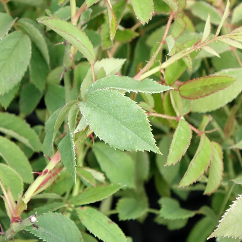 Rosa gallica - Rosa serpeggiante (Fogliame)