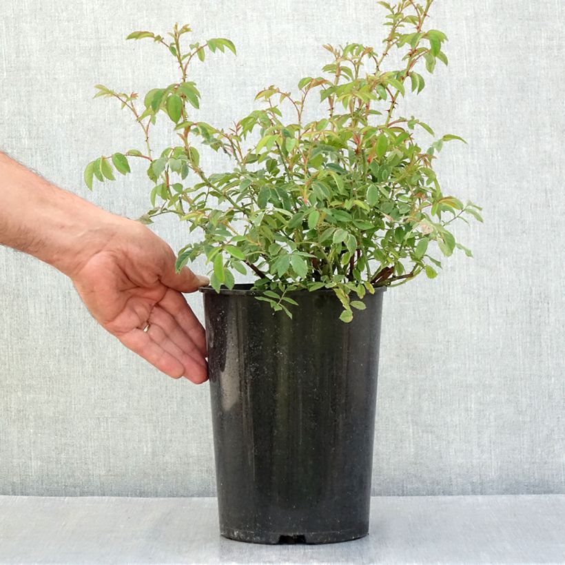 Esemplare di Rosa gallica - Rosa serpeggiante Vaso da 4L/5L consegnato in estate