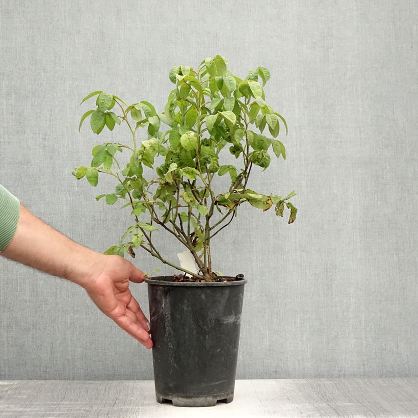 Esemplare di Rosa gallica Versicolor Vaso da 4L/5L consegnato in estate