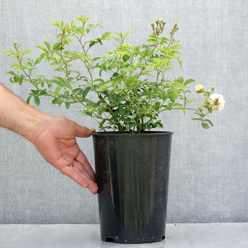 Esemplare di Rosa multiflora Ghislaine de Féligonde Vaso da 4L/5L consegnato in estate