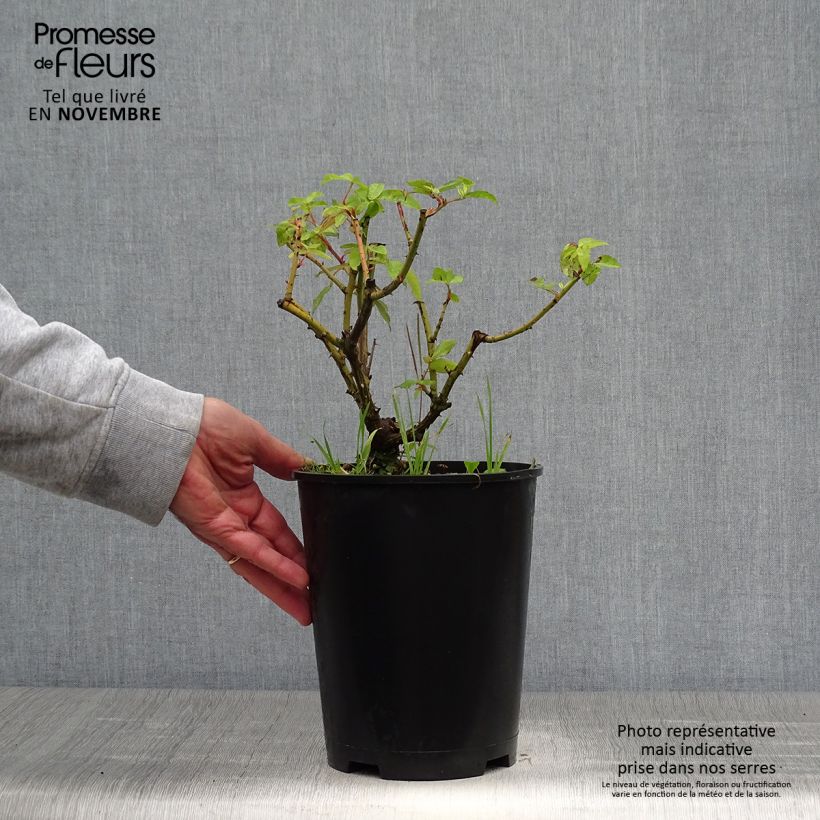 Esemplare di Rosa gallica Gros Provins Panaché - Rosa serpeggiante Vaso da 4L/5L come consegnato in autunno