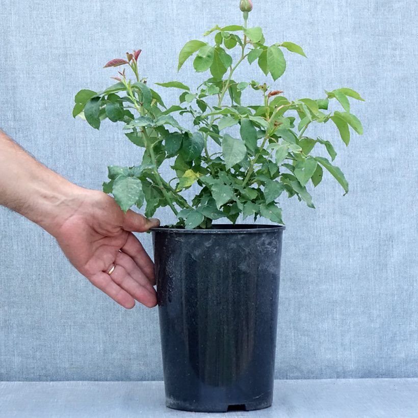 Esemplare di Rosa antica Honorine de Brabant Vaso da 4L/5L consegnato in estate