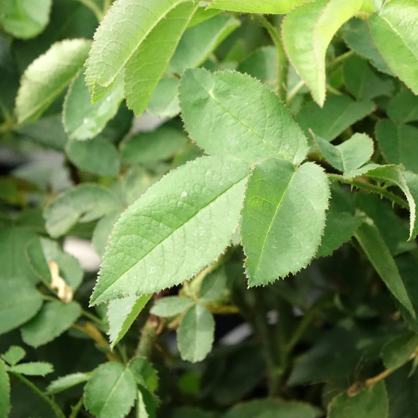 Rosa antica Jacques Cartier (Fogliame)