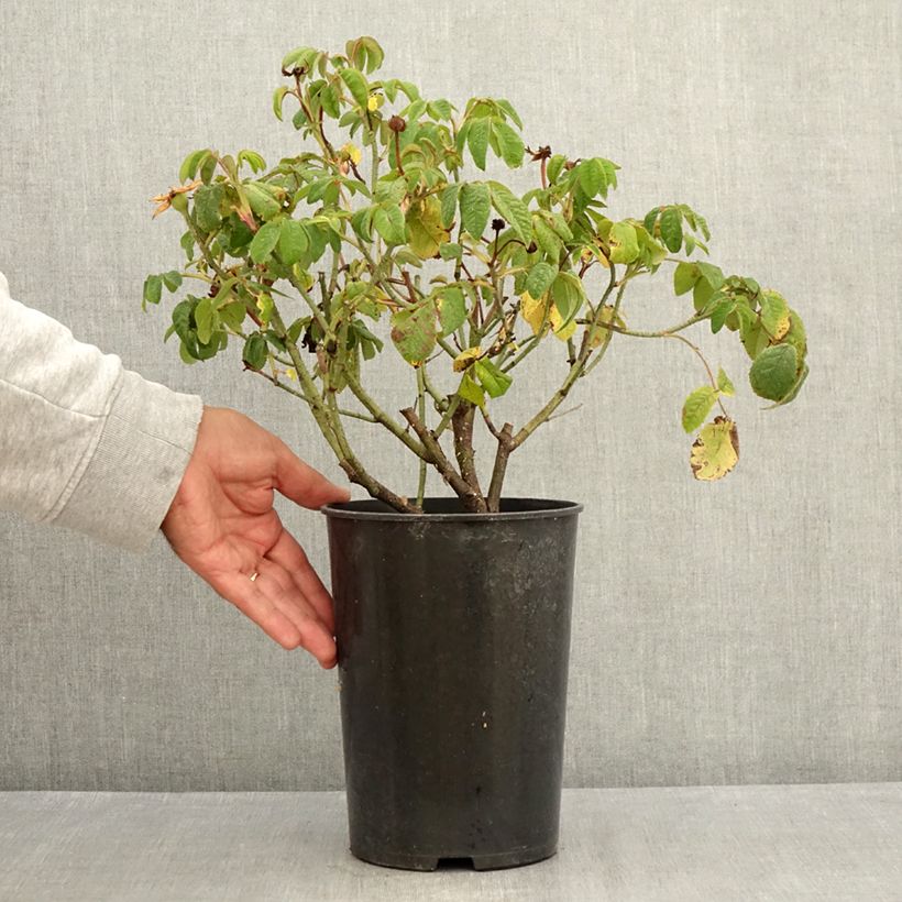 Esemplare di Rosa gallica Jenny Duval - Rosa serpeggiante Vaso da 4L/5L consegnato in estate