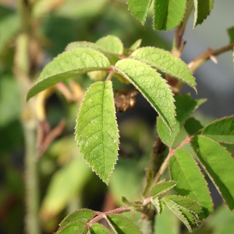 Rosa gallica Jenny Duval - Rosa serpeggiante (Fogliame)