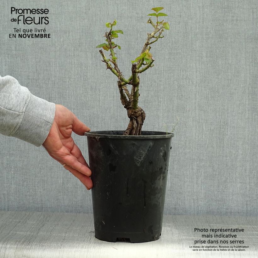 Esemplare di Rosa antica Joseph's Coat Vaso da 4L/5L come consegnato in autunno
