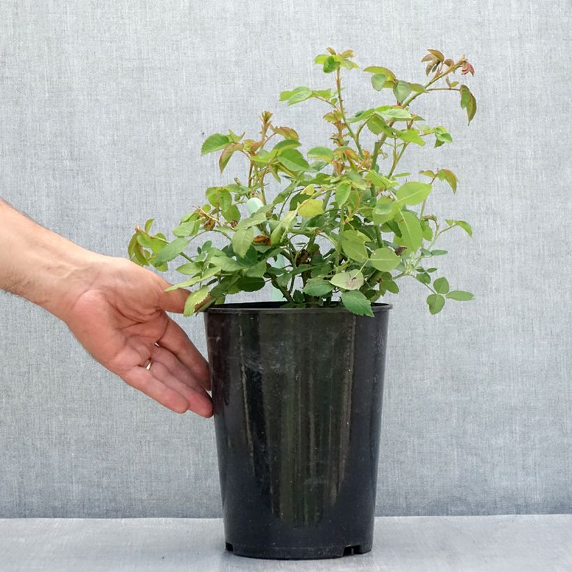 Esemplare di Rosa antica La Reine Victoria Vaso da 4L/5L consegnato in estate