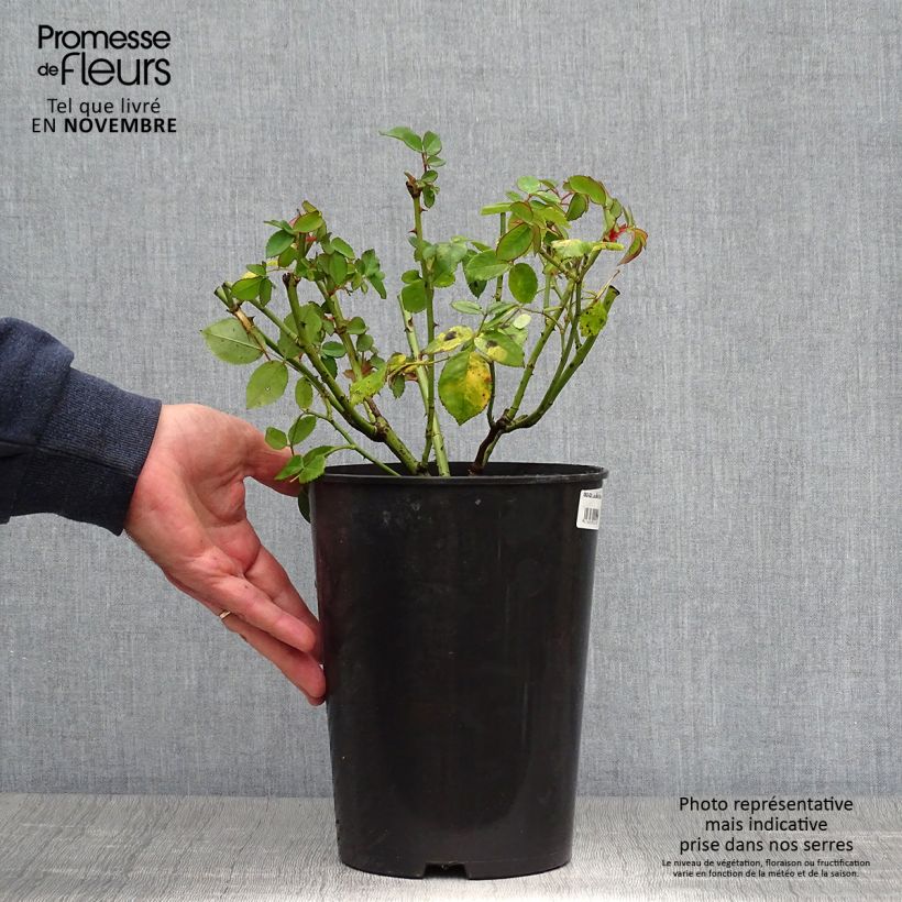 Esemplare di Rosa antica Louise Odier Vaso da 4L/5L come consegnato in autunno