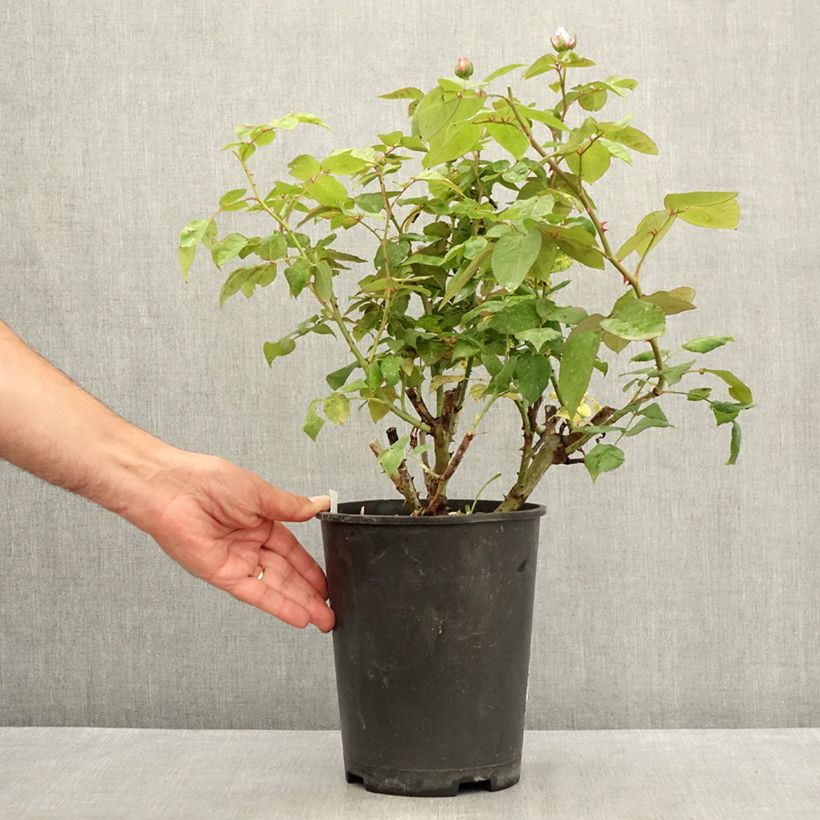 Esemplare di Rosa antica Madame Ernest Calvat Vaso da 4L/5L consegnato in estate
