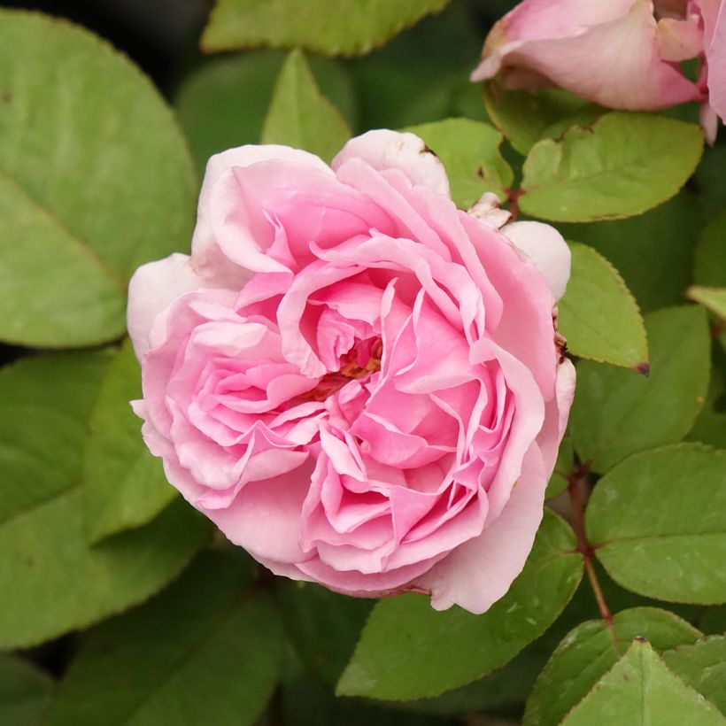 Rosa antica Madame Ernest Calvat (Fioritura)