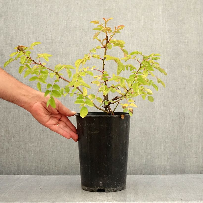 Esemplare di Rose antiche Marguerite Hilling Vaso da 4L/5L consegnato in estate