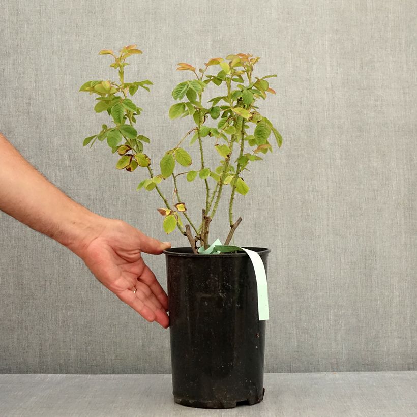 Esemplare di Rosa antica Mme Hardy Vaso da 4L/5L consegnato in estate