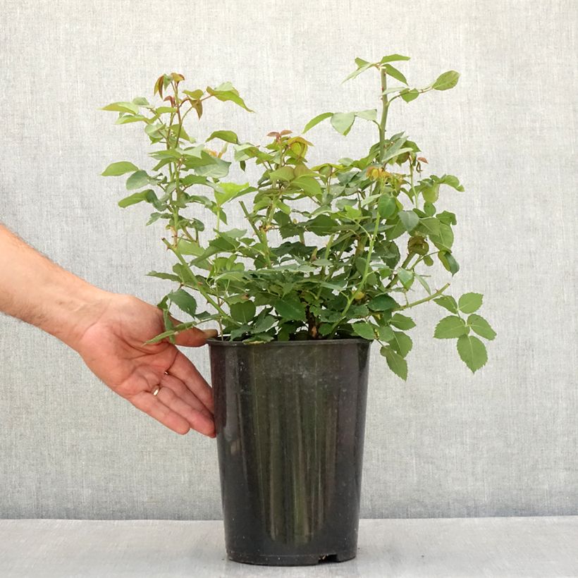 Esemplare di Rosa antica Mme Issac Pereire Vaso da 4L/5L consegnato in estate