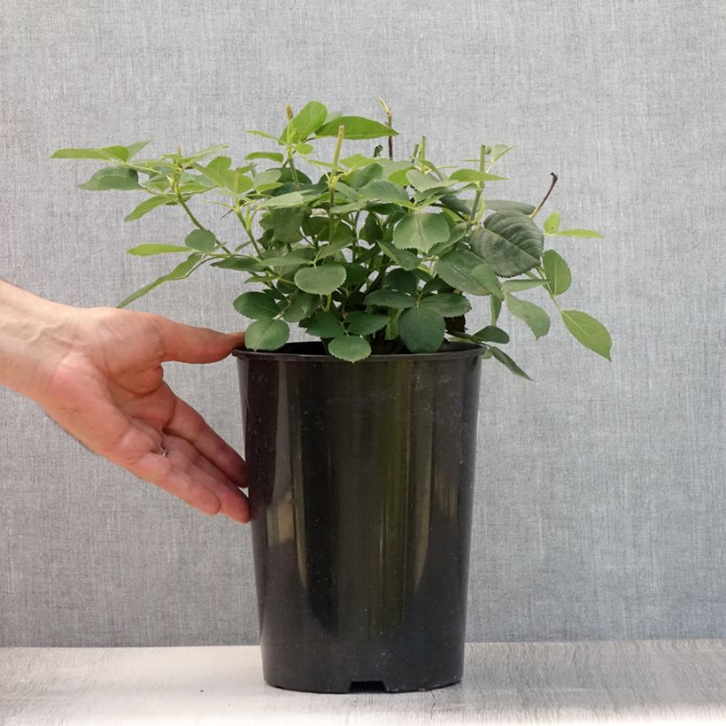 Esemplare di Rosa antica Mrs John Laing Vaso da 4L/5L consegnato in estate