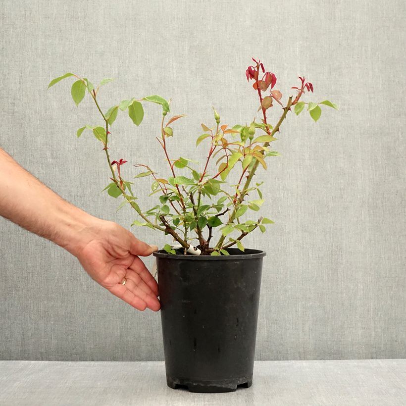 Esemplare di Rosa Mrs Oakley Fisher - Rose ibrida di tea Vaso da 4L/5L consegnato in estate